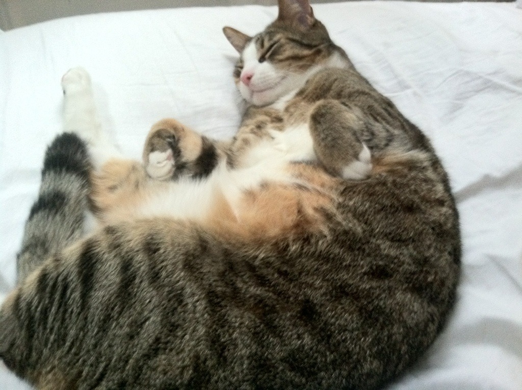 爱游戏中国官方登录入口网站-“互联网+”推动青训人人参与，行业普及率稳步提升，青训网站