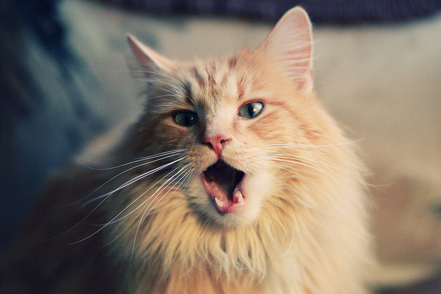 交易市场焦点：哪些球员最有可能转会？，球员转会谁说了算