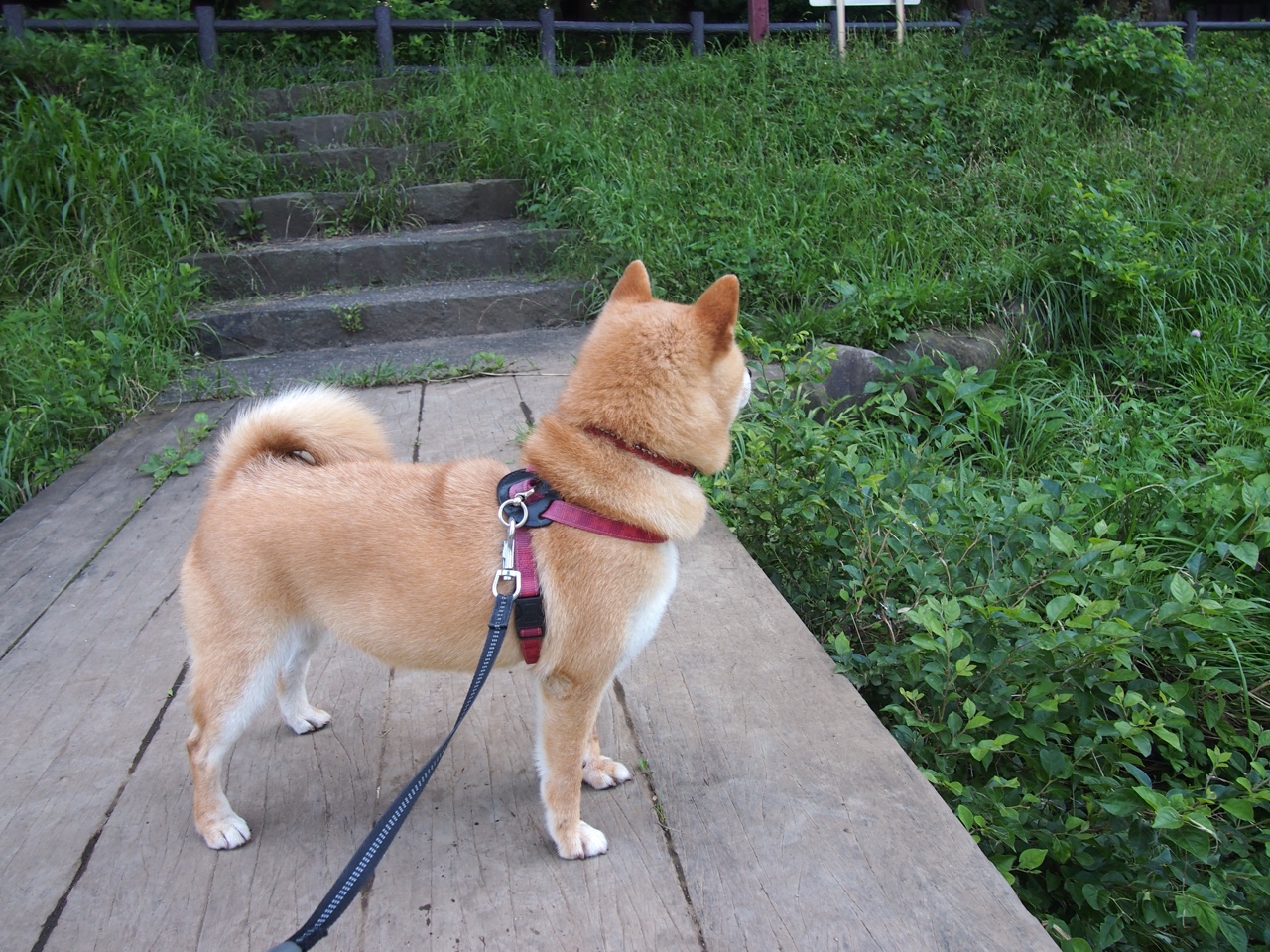 转会市场火热,豪门争夺顶级外援,豪门冠军足球转生