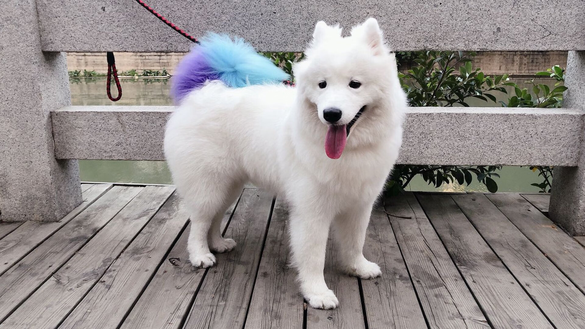 东契奇快攻连连独行侠斩获连胜,东契奇和独行侠签了几年合同