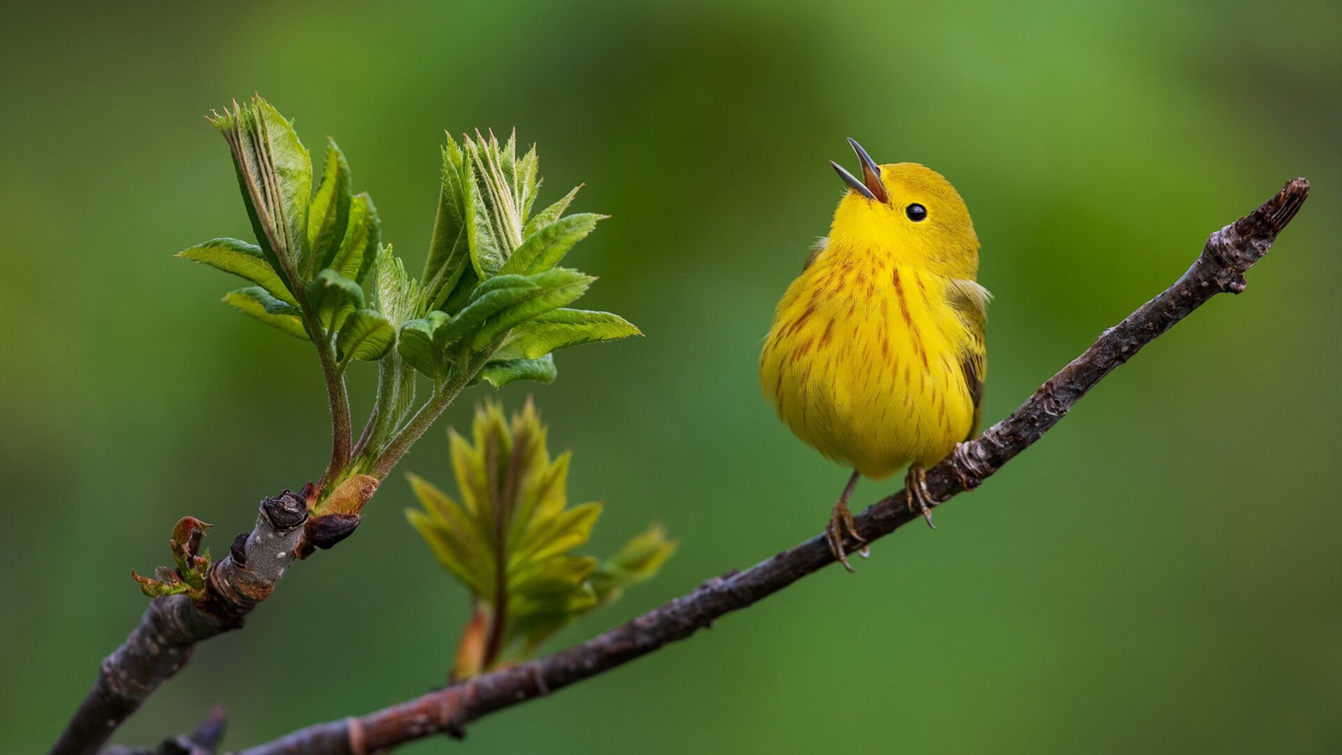以“足球+生态文明”理念打造绿色青训新样板,青少年足球要营造一个好的大环境需要做到哪些方面