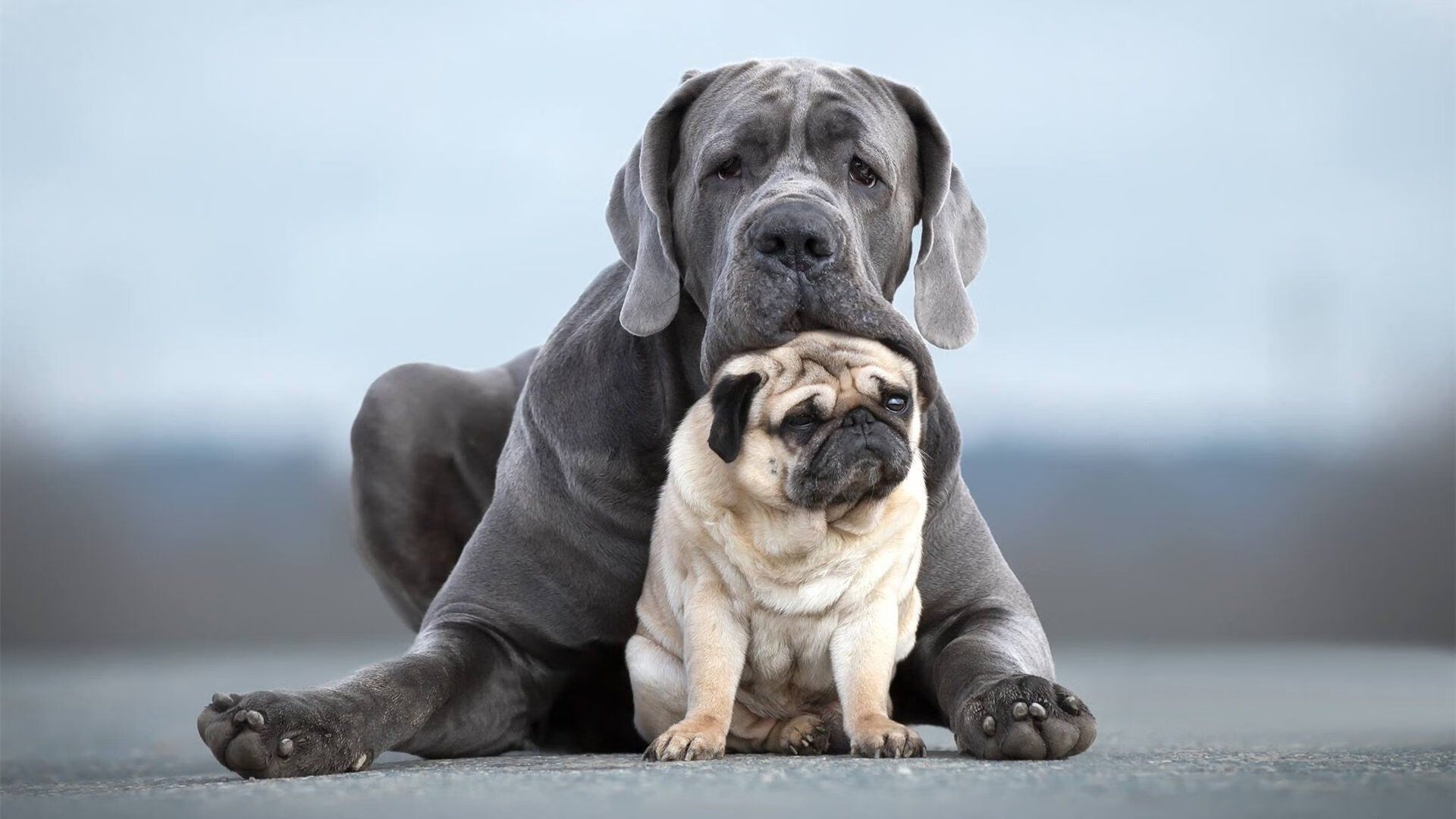 伊朗主帅：这是我们对寒冷的胜利，也是对偏见的回应，伊朗队主帅