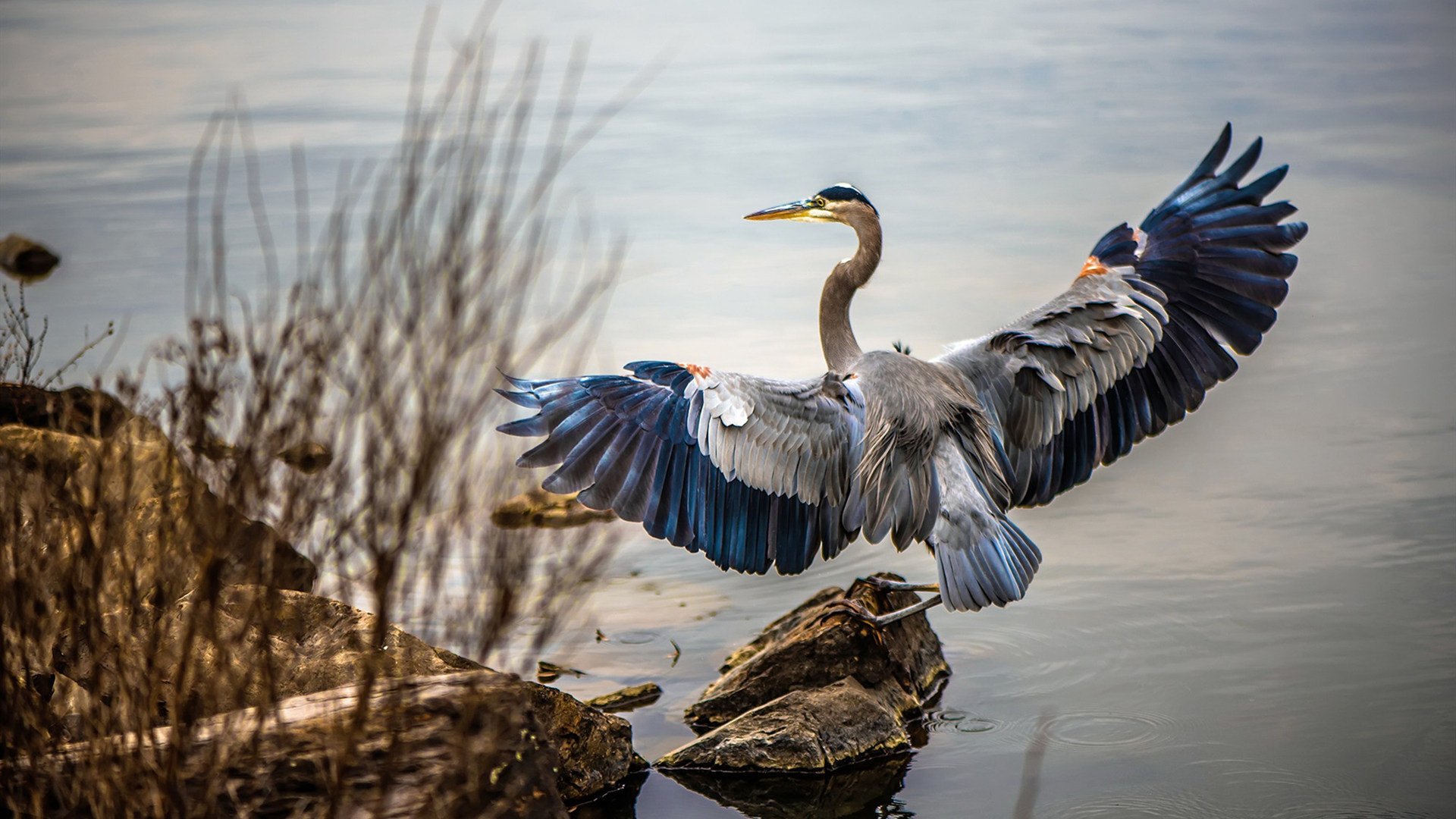 伊朗男排在决赛中以3_1战胜东道主中国队，实现亚运会三连冠。，伊朗男排世界一流