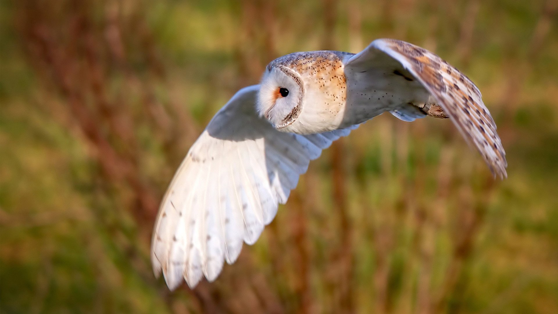 传统与创新结合：新一代教练带来的战术变革，传统型领导和教练型领导区别