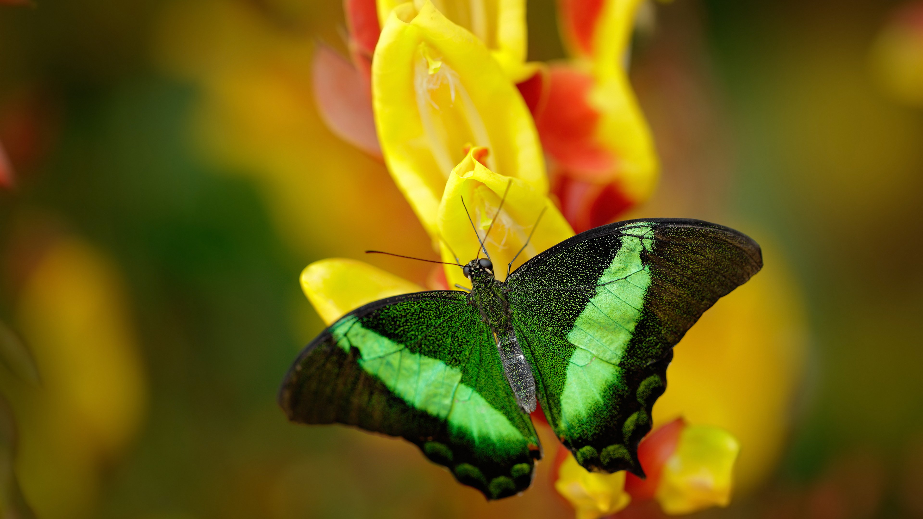 利物浦中场大师续写传奇,关键比赛屡建奇功,利物浦历史十大中场