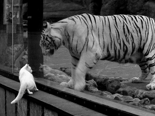 波尔图与葡萄牙体育争夺欧冠席位,波尔图欧冠对手