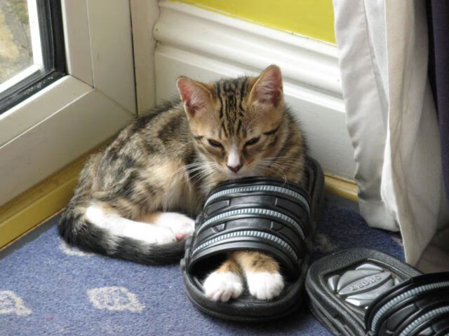 爱游戏体育APP下载-王牌队球队协作日益默契，球队王牌是什么意思