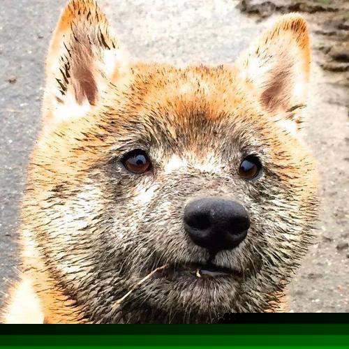 德甲主帅大换血,战术风格迎来新变革,德甲各队主帅