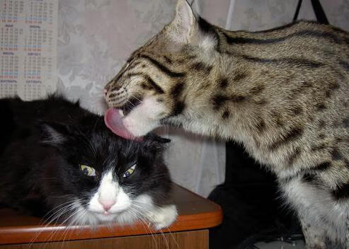 爱游戏中国官方网站平台-阿根廷客场3-0战胜玻利维亚，梅西轮休，冈萨雷斯破门，阿根廷0_2