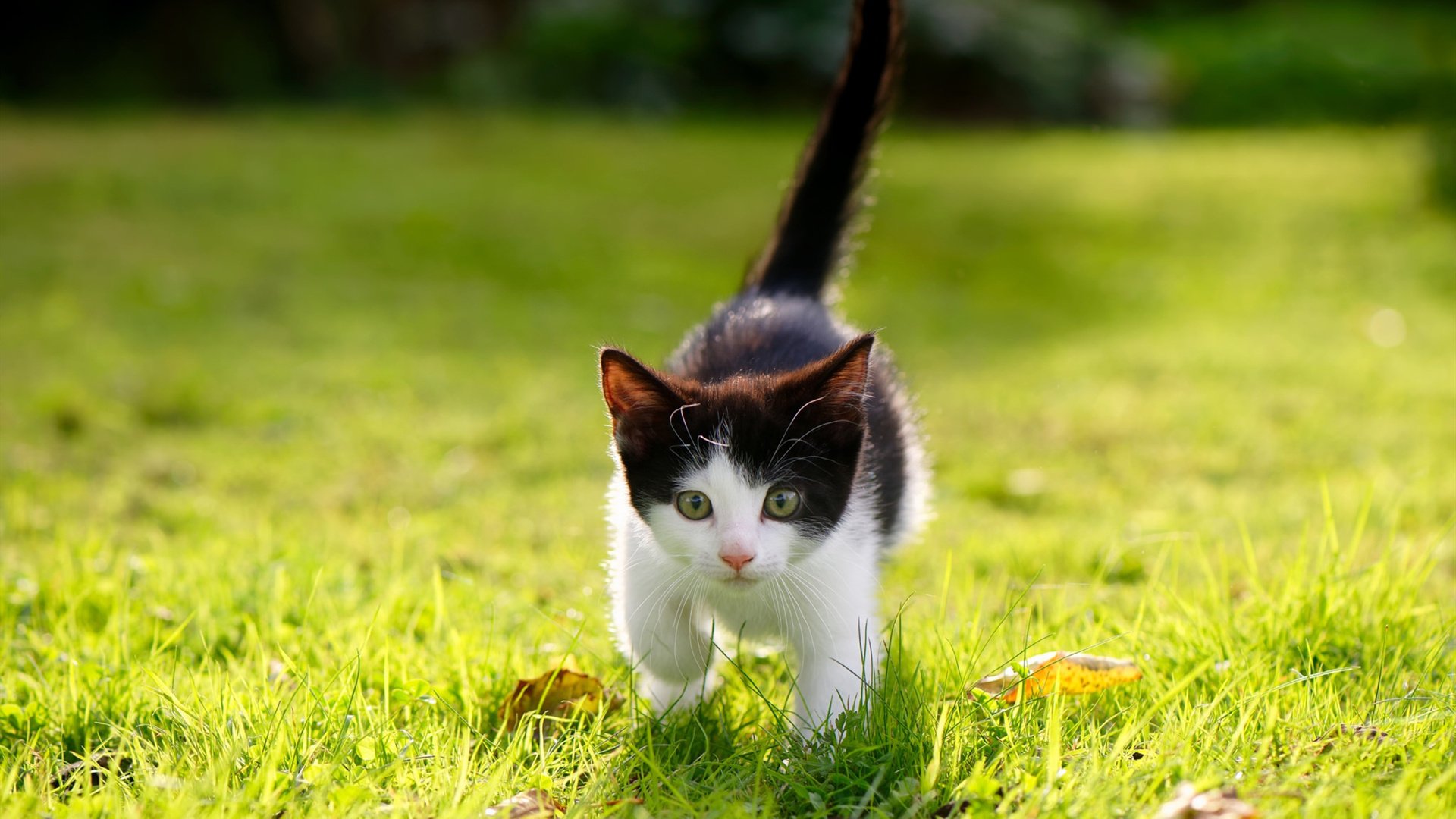 德甲:多支豪门补强中场,为夺冠铺路,德甲土豪球队