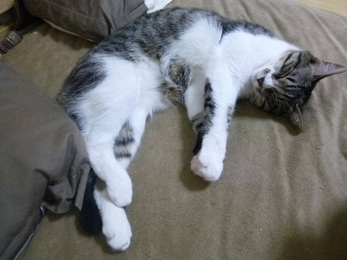 马竞力保不败，客场逆转，反扑成功，马竞cholo