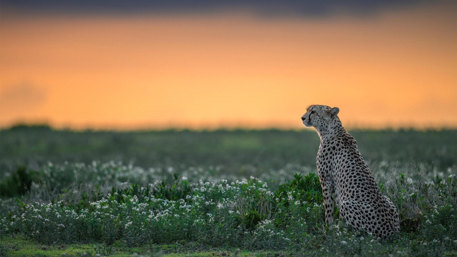 爱游戏电竞官网-本土足球明星温情助力青少年发展计划，足球明星 受欢迎