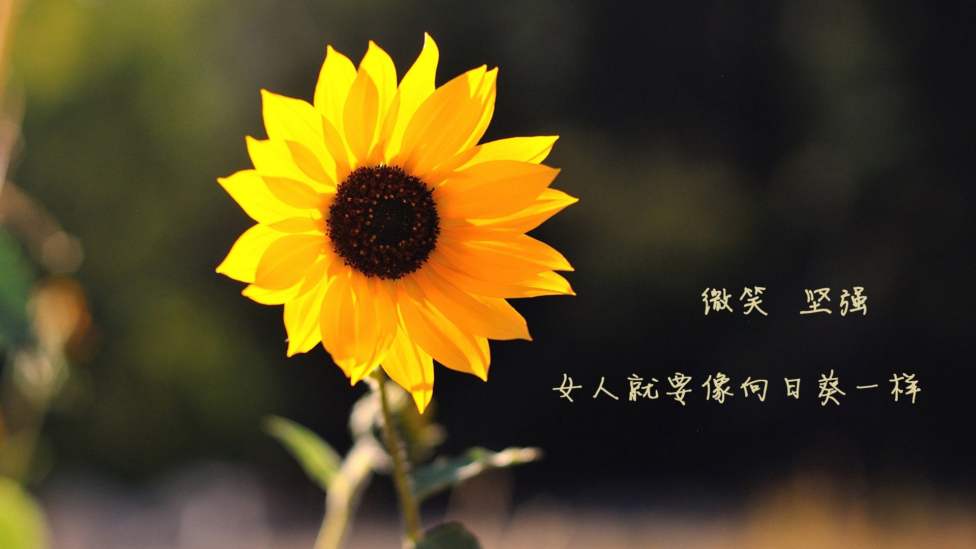 法甲:升班马表现抢眼,升班马是哪个球队