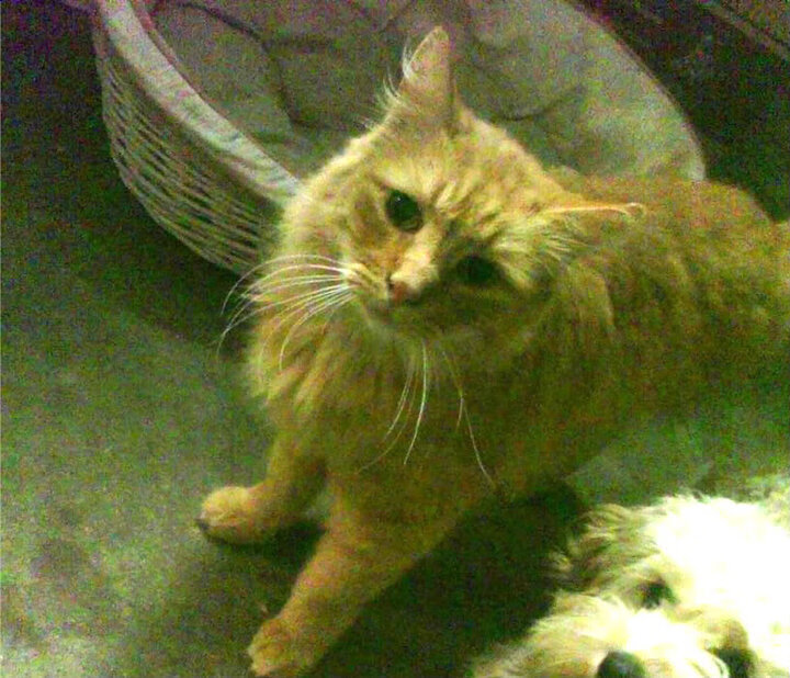 电竞产业链融资规模不断扩大，资本助推发展，电竞 产业链