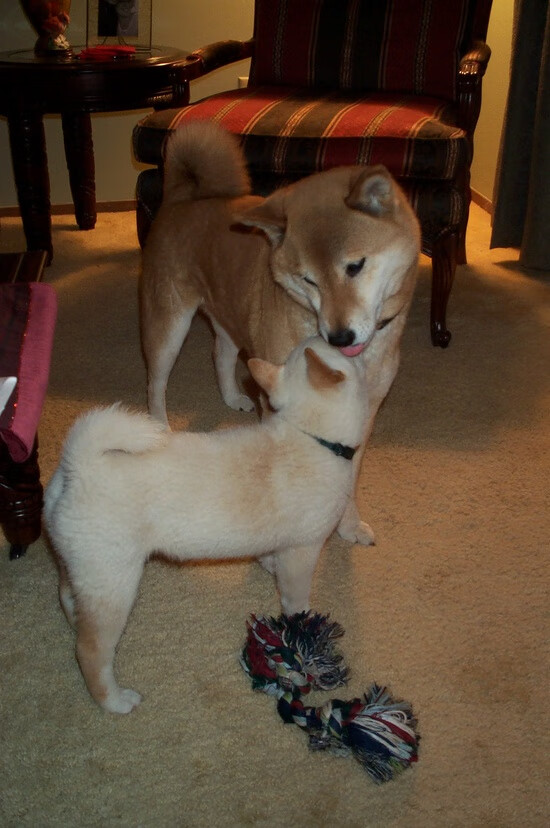 改革前夜：欧洲联赛最新政策解读，欧洲联赛恢复