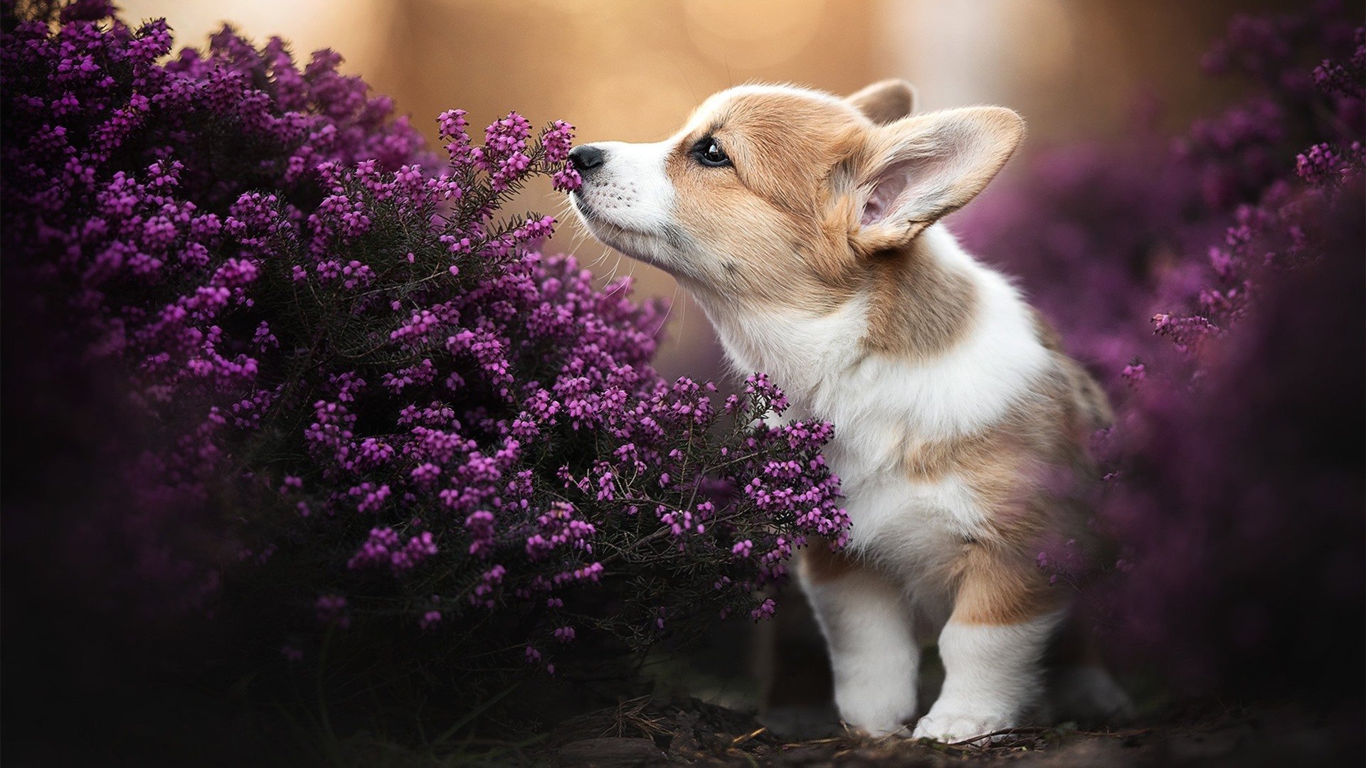 西班牙门将神扑三连，力保胜局，西班牙 门将