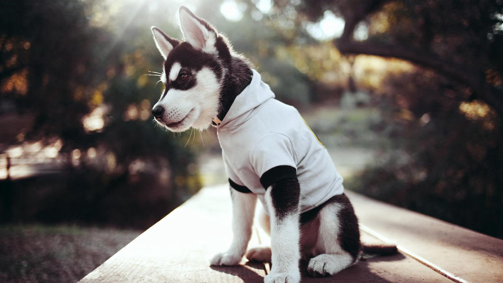 爱游戏中国官方登录入口网站-智能化运动评估系统在校园中的部署研究，运动智能概述