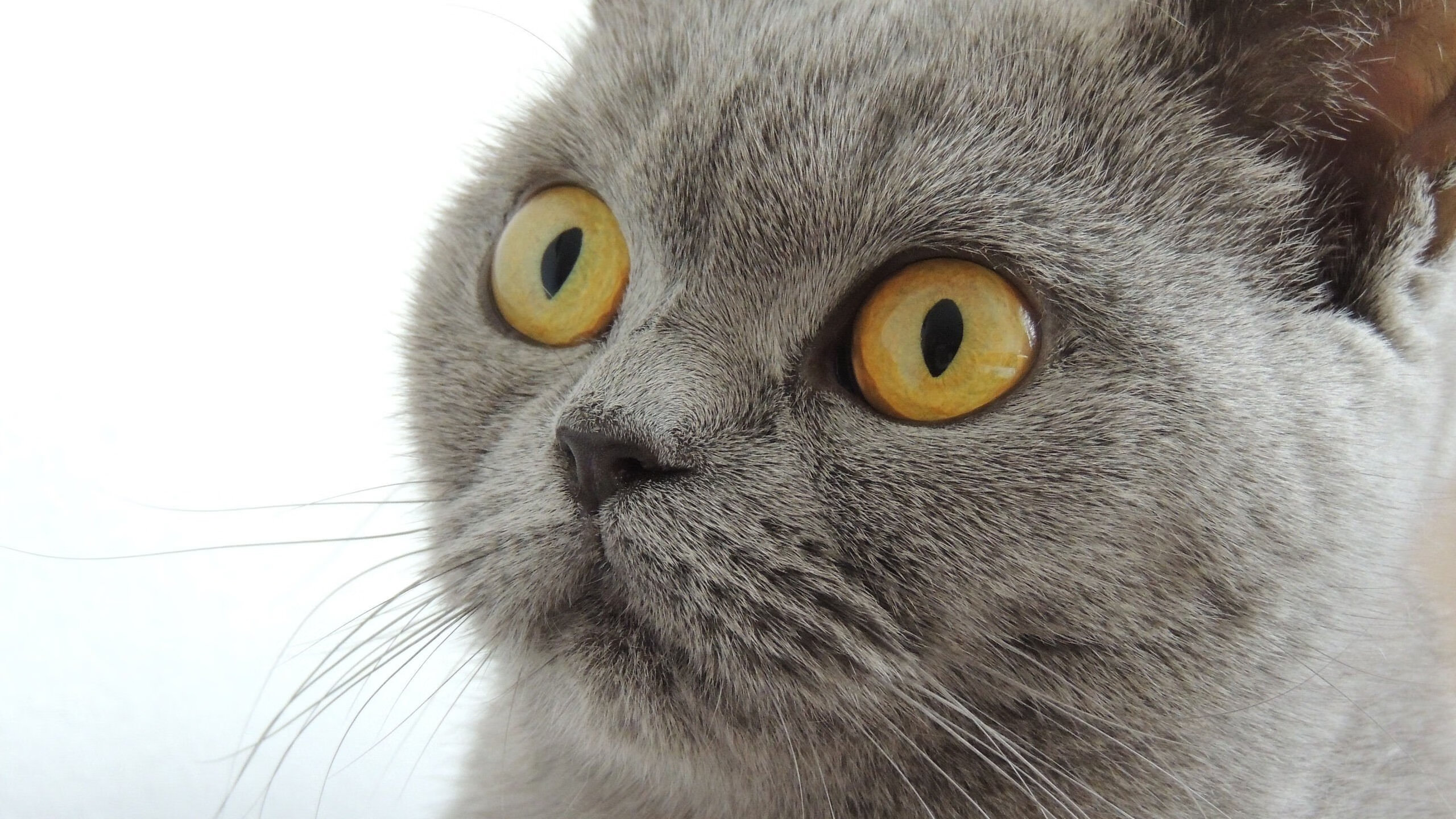 法甲球员技术动作稳定性与认知负荷之间的关系研究