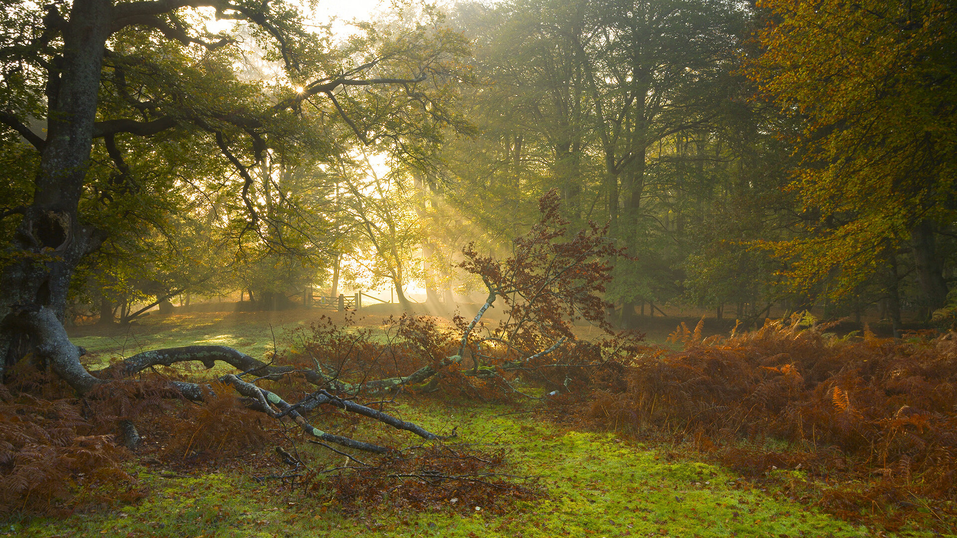 爱游戏 电竞-篮球专项技能教学方法改革及实战应用效果研究，篮球专项功能性训练计划