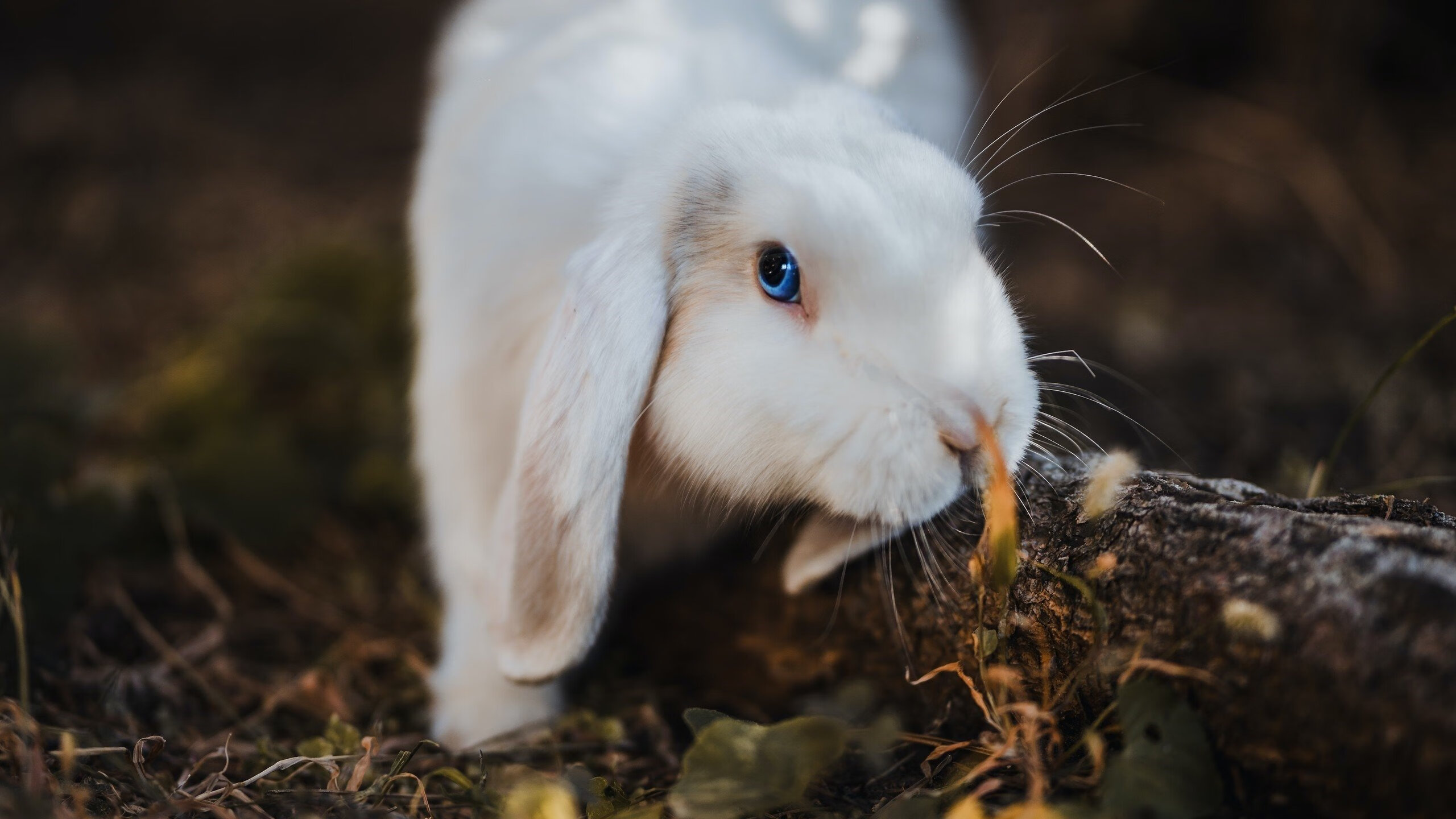 英超青训融合比赛视频语义解析提升年轻球员战术学习速度,英超球队训练时间