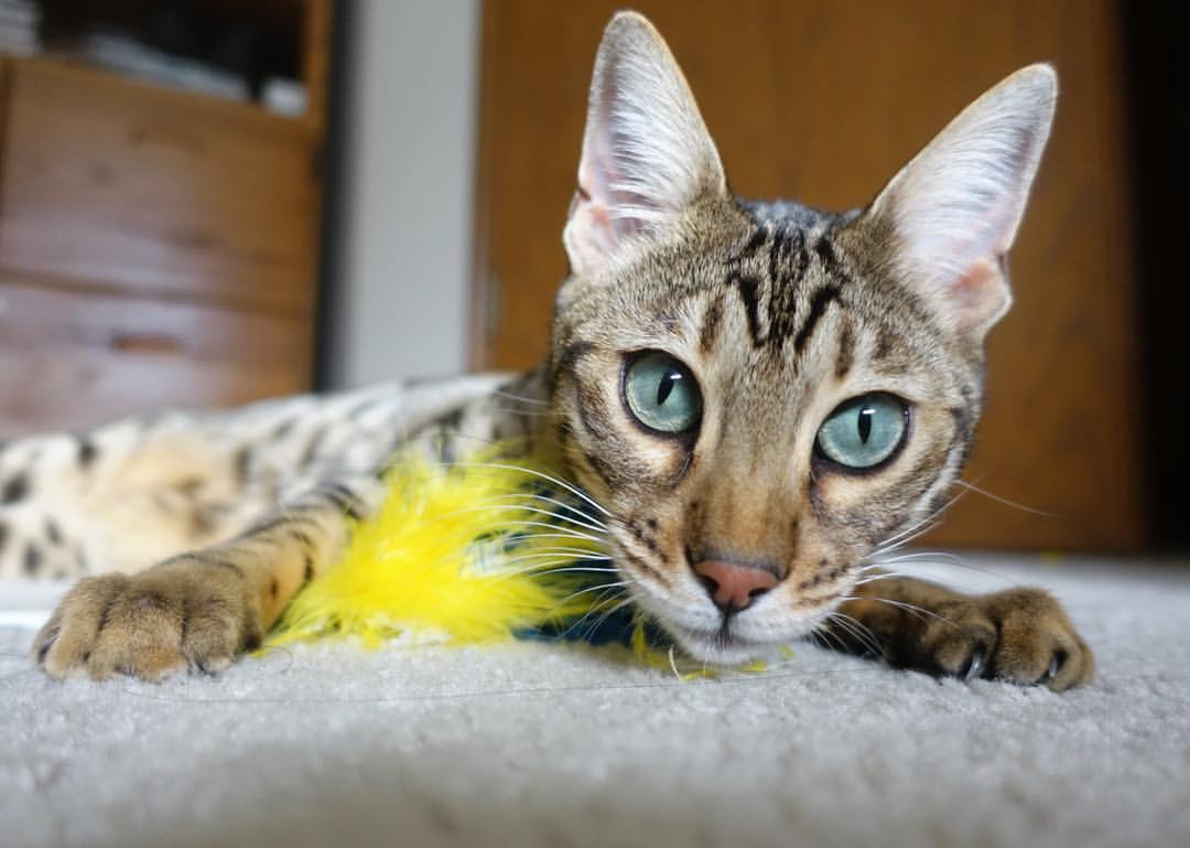 赛季盘点：五大联赛最令人惊喜的升班马，五大联赛升班马2020