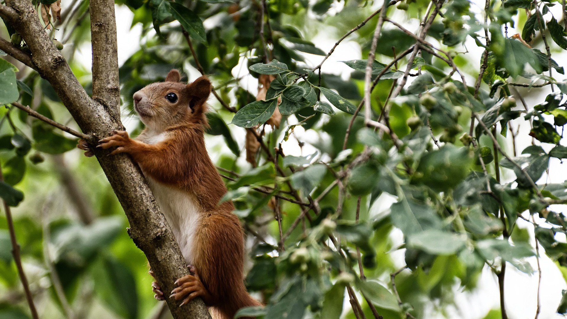 阿根廷马术界推出智能马鞍系统，实现实时数据监测与分析，提升骑乘体验。