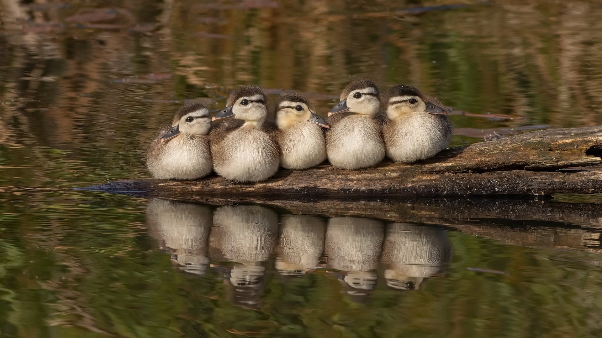 高山雪域极速越野，跨越冰雪的速度狂欢，高山雪域风光