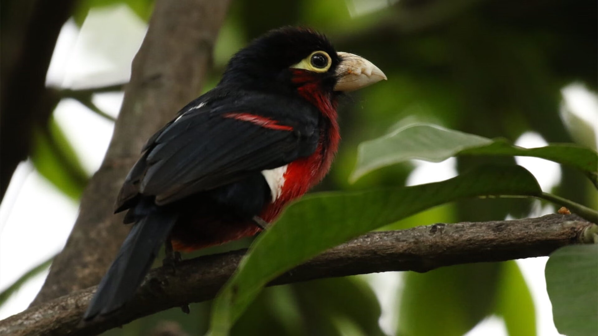 爱游戏中国官方登录入口网站-CBA球队战术创新案例分析，cba常用战术