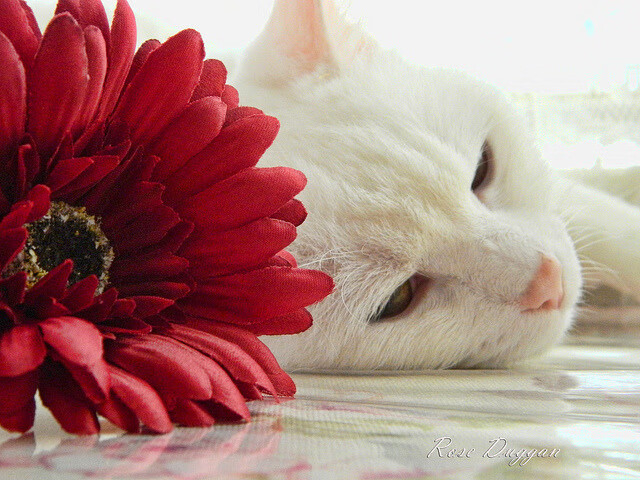 爱游戏娱乐网址-PSG.LGD赛季目标明确冲击冠军，psg.lgd队员