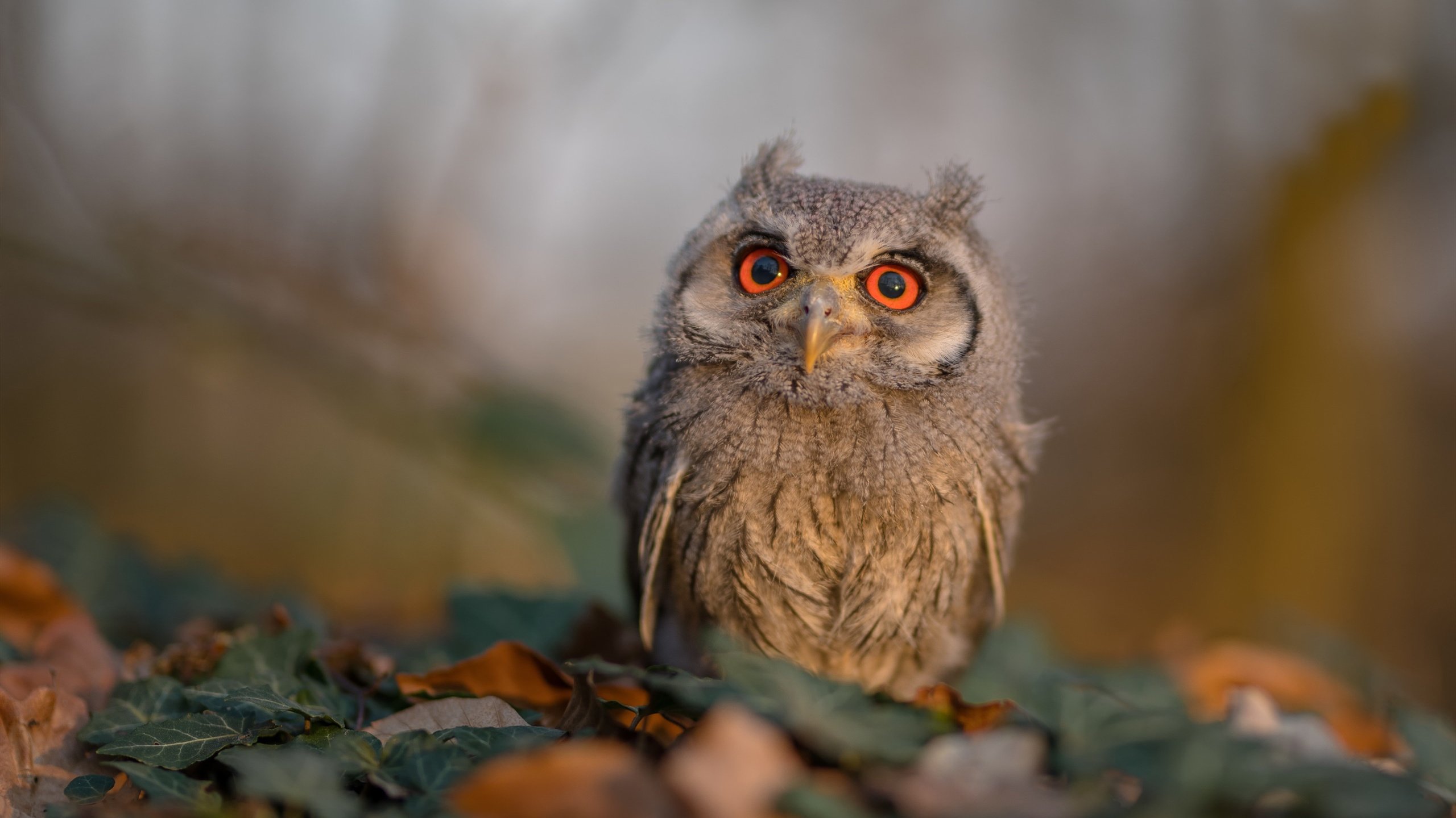 “高新区全民健身馆:短柄墙球赛上的‘智勇双全’,真正的比赛不止是力气”