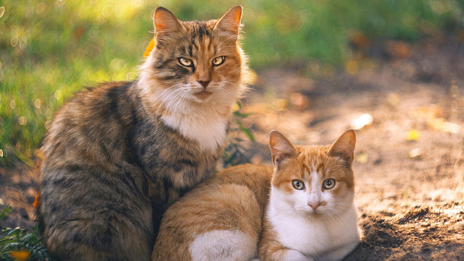 主力与替补在防守端是否存在明显差距,主力与替补在防守端是否存在明显差距