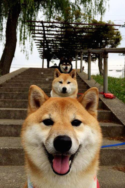 团体赛制如何帮助澳大利亚队更好地应对世界强队，澳大利亚接力队集体禁赛