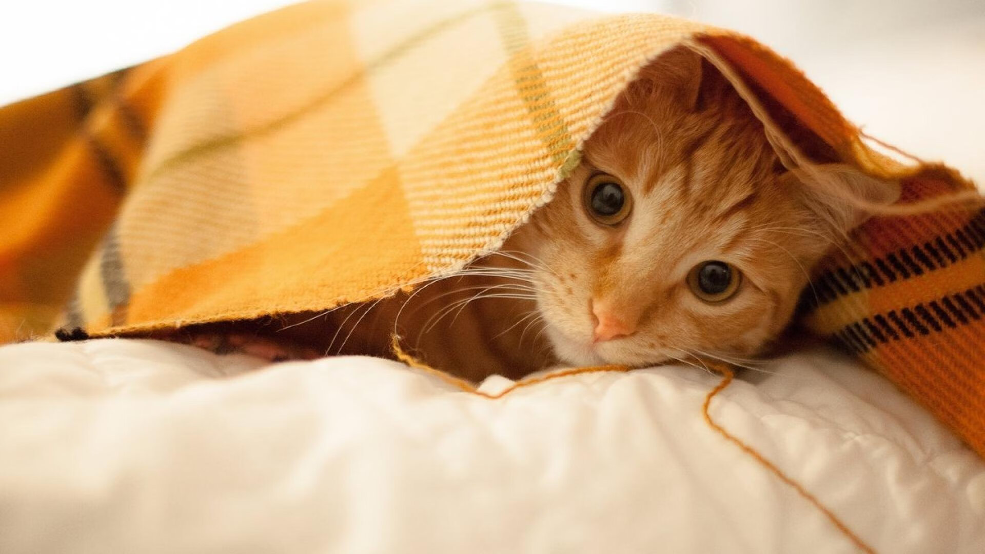 爱游戏中国官方网站平台-美队后程爆发 展现强大冲刺力，美队之后的一部电影是什么