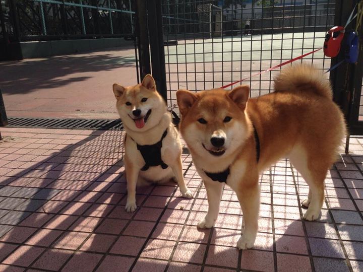 掘金翻盘公牛，东部决赛中约基奇末节爆发，掘金中锋约基奇是哪国人