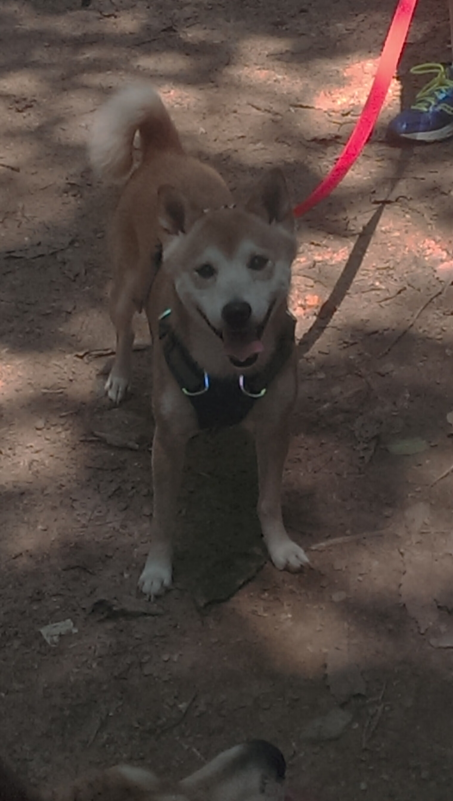 格鲁吉亚队连胜欧国联对手，奠定胜局，格鲁吉亚参加过欧洲杯吗