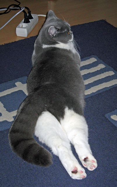 公牛队医介绍球员身体康复新流程更科学，公牛队现状