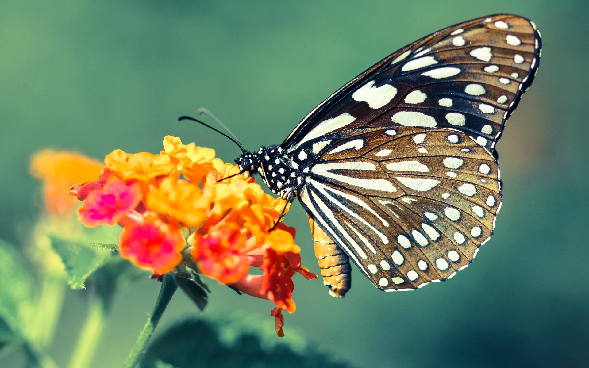 爱游戏官方-曼联在关键战役中逆转获胜，追赶领头羊