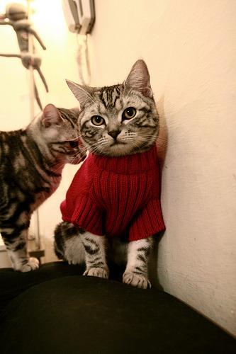 CSGO赛事退役选手担任教练带队连胜，csgo职业选手退役年龄